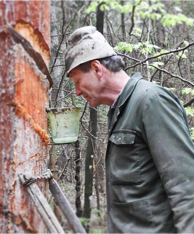 Bild enthält, Tree, Adult, Male, Man, Person, Vegetation, Nature, Outdoors, Woodland, Worker