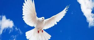 Eine weiße Taube schwebt mit ausgebreiteten Flügeln durch einen blauen Himmel mit verstreuten Wolken und symbolisiert Frieden und Freiheit.