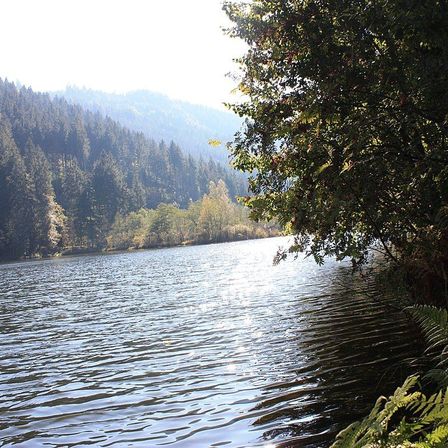 Bild enthält, Vegetation, Nature, Outdoors, Scenery, Tree, Land, Rainforest, Lake, Water, Woodland