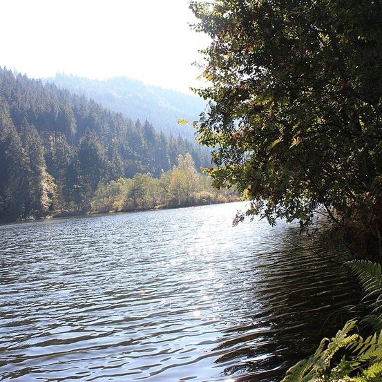 Bild enthält, Vegetation, Nature, Outdoors, Scenery, Tree, Land, Rainforest, Lake, Water, Woodland