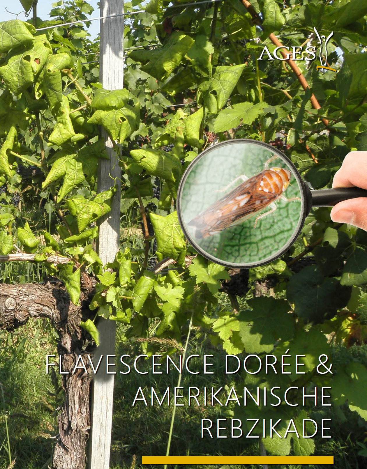 Eine Hand hält eine Lupe, die auf ein Blatt mit einer Nahaufnahme eines braunen Insekts fokussiert ist, vor dem Hintergrund eines Weinbergs.