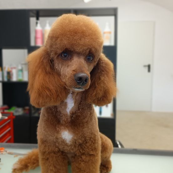 Ein brauner Pudel mit weißem Fell um den Hals sitzt auf einem Tisch in einem Salon.