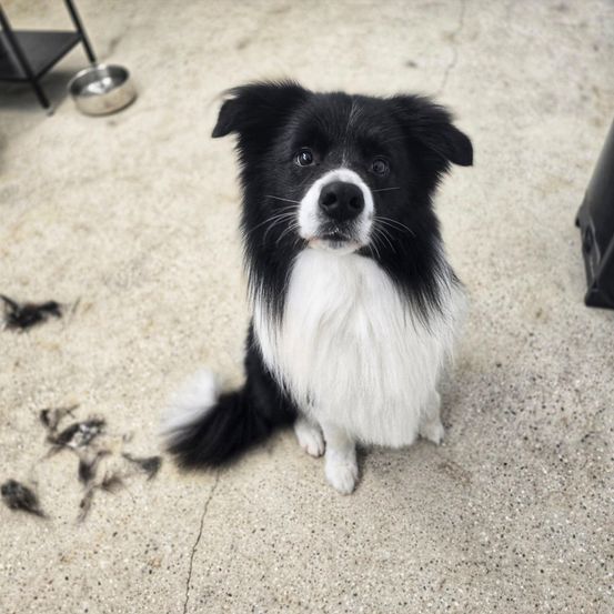 Ein schwarz-weißer Hund mit langem Haar sitzt auf dem Boden, Fell ist umhergestreut.