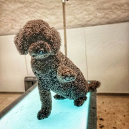 Ein brauner Pudel steht auf einem blauen Tisch und sieht mit neugierigem Ausdruck nach vorne in einem Raum mit weißen Wänden und einem glänzenden Boden.