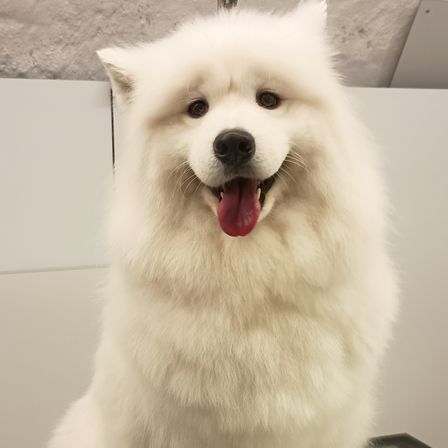 Ein weißer flauschiger Samoyed-Hund mit heraushängender Zunge sitzt vor einer Wand mit grauer Textur.