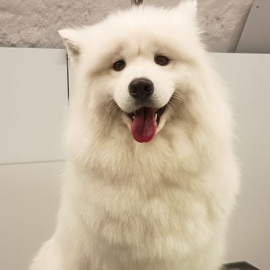 Ein weißer flauschiger Samoyed-Hund mit heraushängender Zunge sitzt vor einer Wand mit grauer Textur.