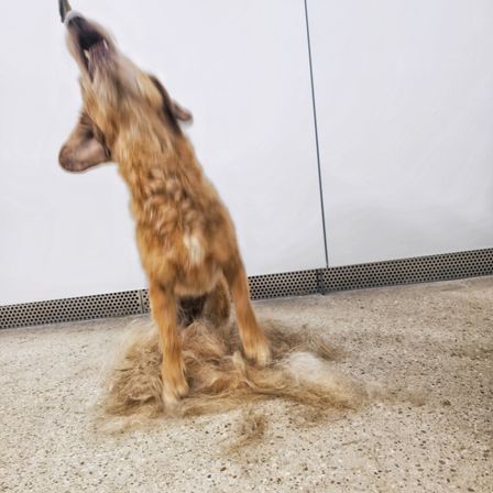 Ein Hund bellt zur Decke, während er auf einem Haufen Fell auf dem Boden steht.