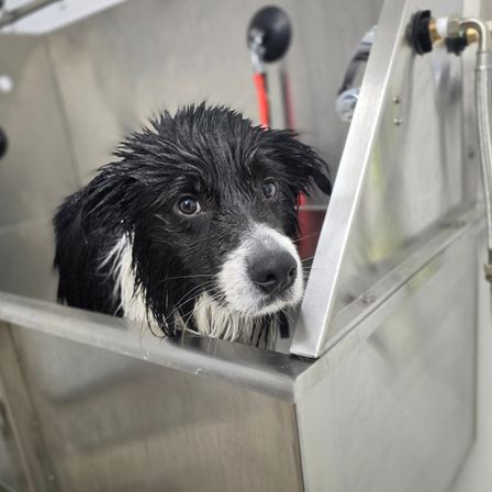 Ein nasser schwarz-weißer Hund befindet sich in einer Edelstahlwanne.