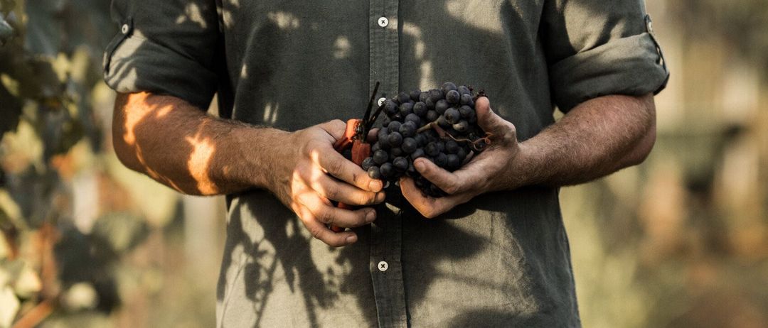Bild enthält, Nature, Outdoors, Adult, Male, Man, Person, Berry, Fruit, Countryside, Rural