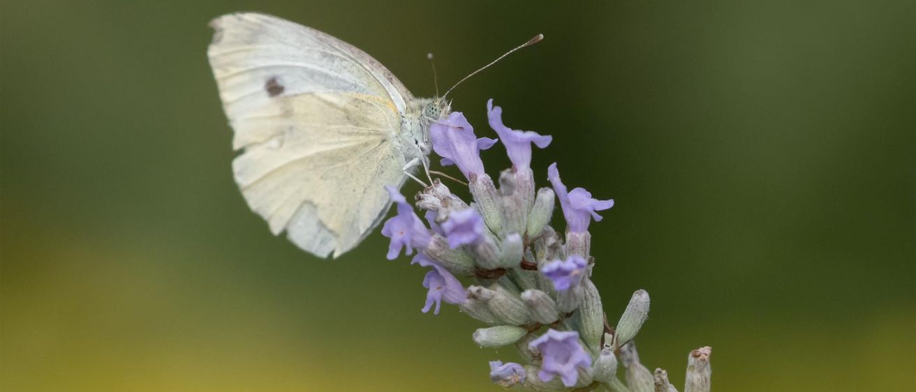 Bild enthält, Flower, Plant, Geranium, Animal, Insect, Invertebrate, Petal, Lavender