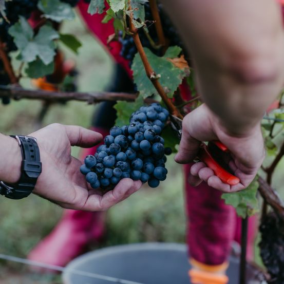 Bild enthält, Fruit, Produce, Outdoors, Berry, Nature, Person, Grapes, Countryside, Blueberry, Rural