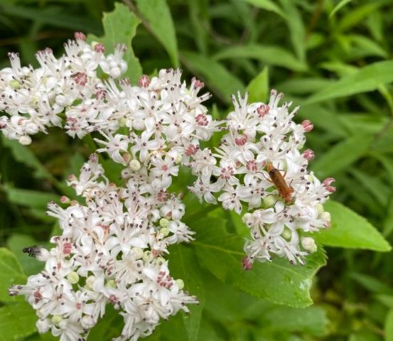 Ein Nahaufnahme einer Gruppe weißer Blüten mit rosa Zentren. Insekten sitzen auf den Blüten, und der Hintergrund ist unscharriges grünes Laub.