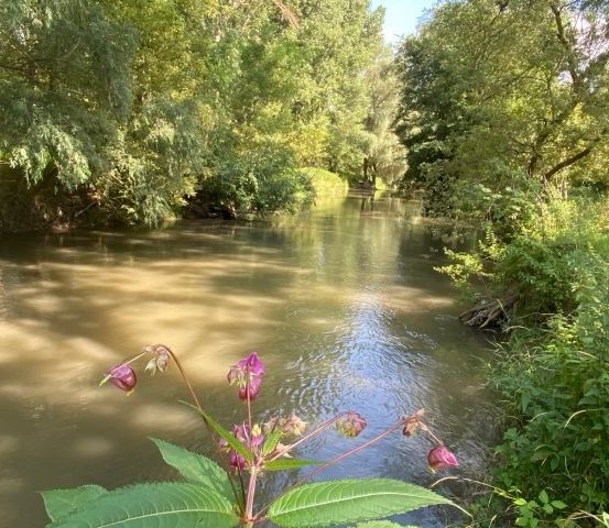 Ein ruhiger Fluss mit klarem Wasser und üppigen grünen Pflanzen, umgeben von Bäumen und Büschen unter einem hellen Himmel.