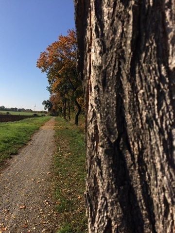 Ein schmutziger Pfad führt durch ein grünes Feld, gesäumt von Bäumen, von denen einige orange werden. Der Himmel ist klar und blau.