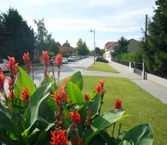 Eine Straße mit geparkten Autos am Straßenrand, einem Gehweg und grünem Rasen mit roten Blumen. Im Hintergrund befinden sich Bäume und Häuser.