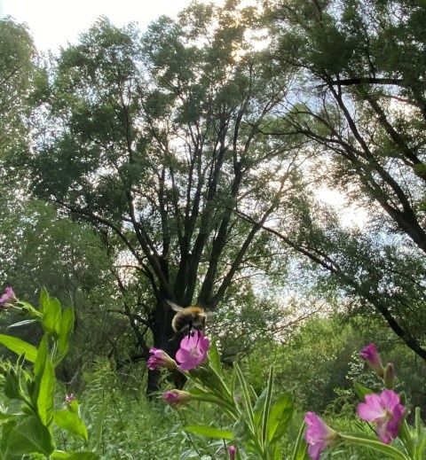 Eine Biene sammelt Nektar von einer rosa Blüte in einem Feld mit hohen Bäumen und Grünpflanzen. Die Sonne scheint durch die Bäume.
