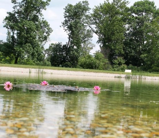 Ein ruhiger Teich mit schwimmenden rosa Blumen und einem Kiesufer, umgeben von üppigem grünem Laub und Büschen an einem sonnigen Tag.