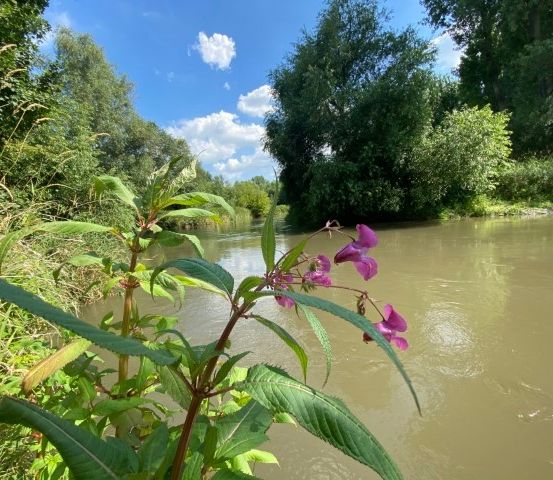Ein Fluss mit klarem braunem Wasser, umgeben von üppiger grüner Vegetation. Lila Blumen blühen auf einer Pflanze am Flussufer.