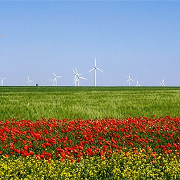 Ein Feld mit roten und gelben Blumen und Windrädern im Hintergrund. Die Windräder sind hoch mit weißen Rotorblättern. Das Feld ist breit und grün. Der Himmel ist klar und blau.