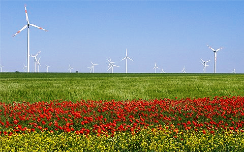 Ein Feld mit roten und gelben Blumen und Windrädern im Hintergrund. Die Windräder sind hoch mit weißen Rotorblättern. Das Feld ist breit und grün. Der Himmel ist klar und blau.