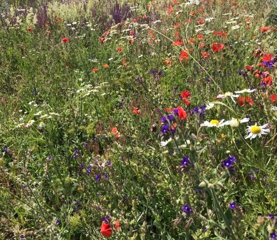 Eine farbenfrohe Wiese voller verschiedener Wildblumen, darunter rote, lila und weiße Blüten, vor dem Hintergrund von üppigem grünem Gras.