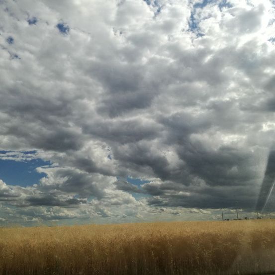 Ein weites Feld mit hohem goldenem Gras unter einem Himmel voller dicker, dunkler Wolken, mit einem Schimmer blauen Himmels, der durchscheint.