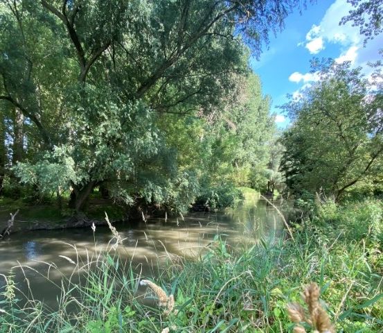 Ein ruhiger Fluss schlängelt sich durch einen üppigen, grünen Wald, umgeben von hohen Bäumen und dichter Vegetation unter einem teilweise bewölkten Himmel.