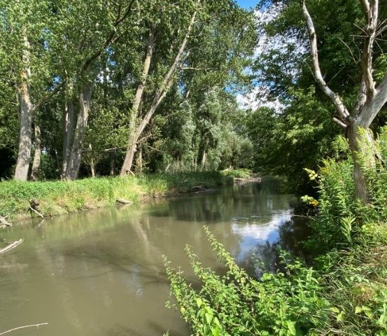 Ein ruhiger Fluss fließt durch einen üppigen Wald, umgeben von hohen Bäumen und Grün, mit einem klaren blauen Himmel darüber.