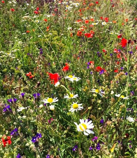 Eine Wiese voller verschiedener Wildblumen in Rot-, Weiß- und Lilatönen. Die Blumen blühen üppig zwischen hohem Gras.