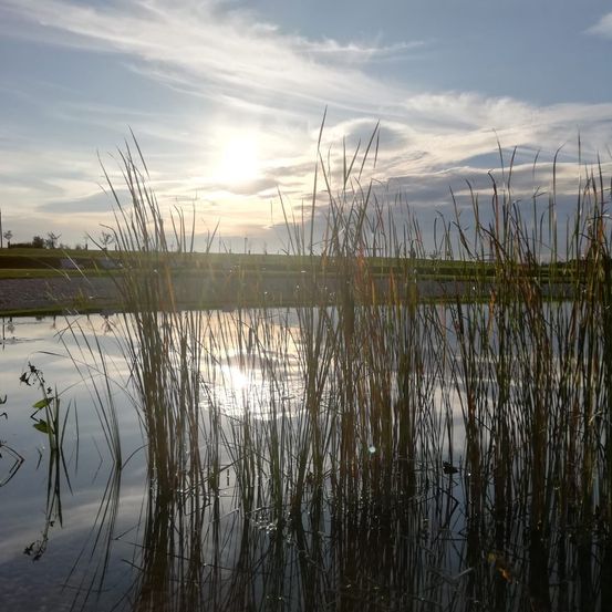 Ein ruhiger Teich mit hohen Schilfrohr und einem Sonnenuntergang im Hintergrund, reflektiert auf der Wasseroberfläche. Der Himmel ist teilweise bewölkt, mit einigen entfernten Bäumen und einem Turm sichtbar.