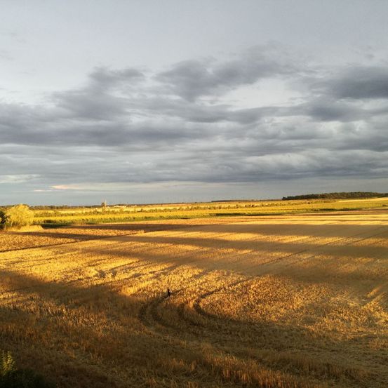 Ein weites Feld mit geerntetem Weizen unter einem bewölkten Himmel. Der Boden ist golden und mit grünen Flecken übersät. In der Ferne ist eine Silhouette einer Person zu sehen.