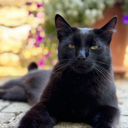 Bild enthält, Animal, Cat, Mammal, Pet, Black Cat, Bear, Wildlife