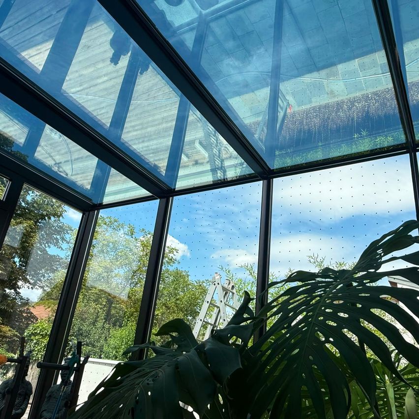 A view from inside a greenhouse with a glass ceiling and walls, showing a large green plant and a ladder against the wall.