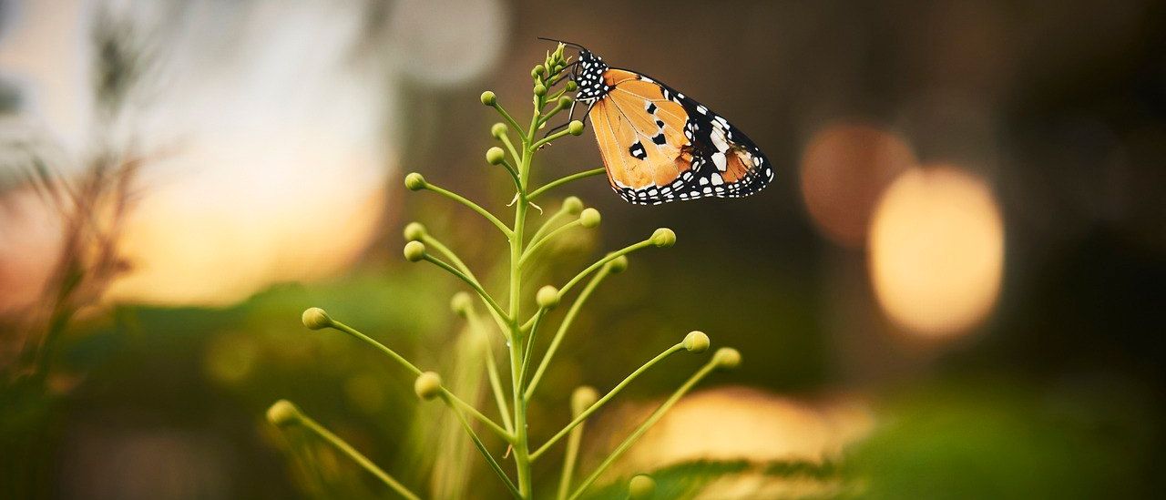 Bild enthält, Plant, Animal, Butterfly, Insect, Invertebrate, Monarch, Outdoors
