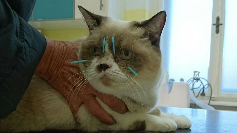 v1_migrated_image_51196991