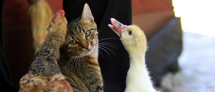 Eine Katze, eine Ente und ein Huhn sind draußen. Die Katze schaut die Ente an. Die Ente schaut die Katze an.