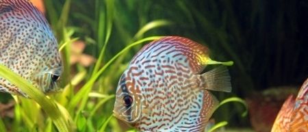 Eine Nahaufnahme von drei farbenfrohen Diskusfischen, die in einem Aquarium mit grünen Pflanzen und Kies schwimmen.