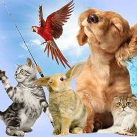 Bild enthält, Animal, Bird, Canine, Dog, Mammal, Pet, Cat, Rat, Rodent