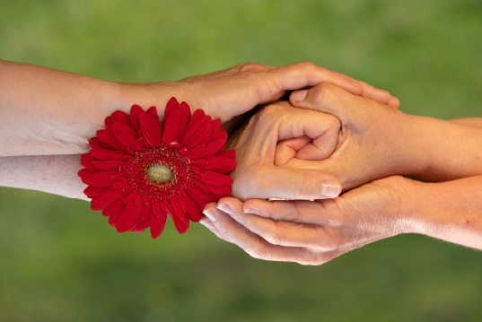 Zwei Hände halten sich mit einer roten Blume dazwischen.
