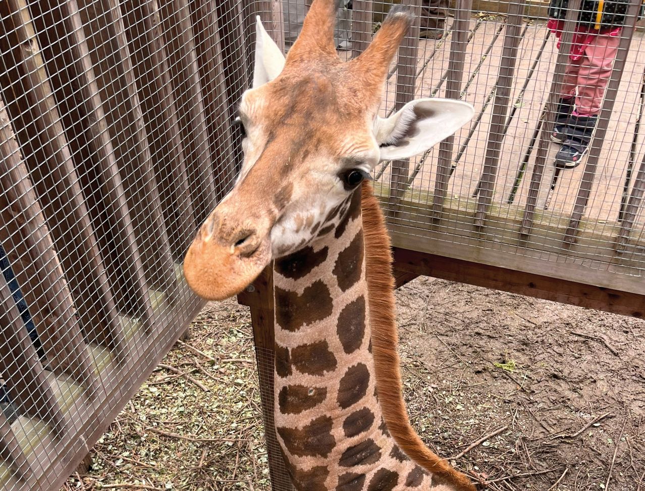 Bild enthält, Animal, Zoo, Giraffe, Mammal, Wildlife, Person