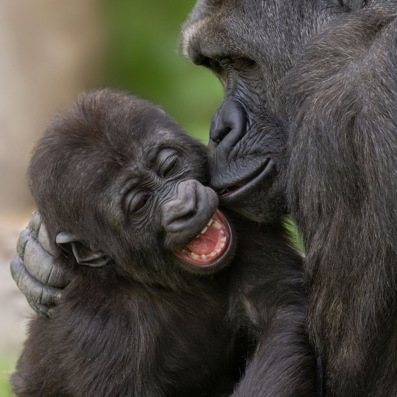 Ein Nahaufnahme von einem Gorilla und seinem Baby, das Baby hält die Hand des erwachsenen Gorillas mit offenem Mund und zeigt Zähne, beide blicken sich an.