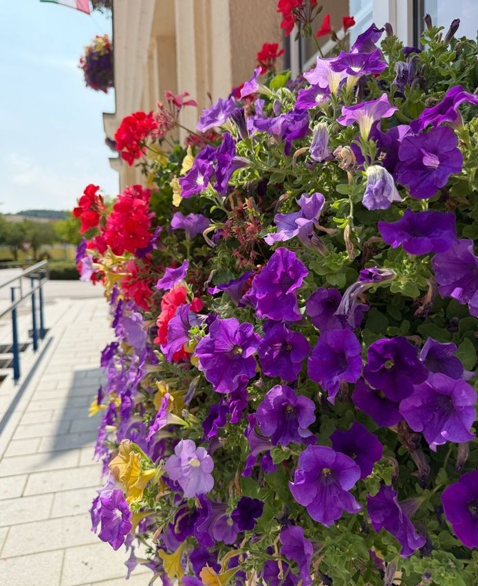 Eine farbenfrohe Präsentation von lila, roten und gelben Blumen schmückt die Seite eines Gebäudes, mit üppigen grünen Blättern und einem klaren Himmel im Hintergrund.