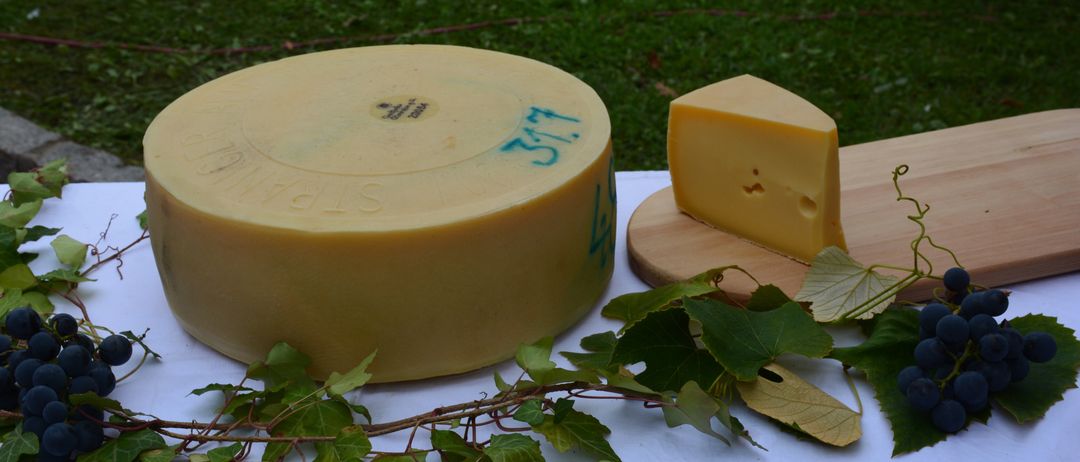 Ein großer gelber Käselaib mit blauer Schrift steht auf einem Tisch neben einem Holzbrett und einem Käsestück, umgeben von grünen Blättern.