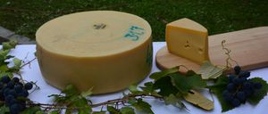 Ein großer gelber Käselaib mit blauer Schrift steht auf einem Tisch neben einem Holzbrett und einem Käsestück, umgeben von grünen Blättern.