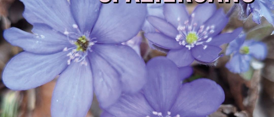 Flower, Plant, Advertisement, Anther, Anemone, Poster