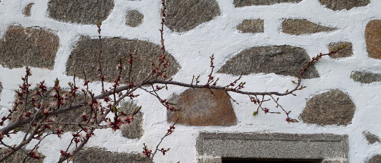 Eine steinerne Wand mit weißer Waschung hat ein kleines Fenster mit einem Metallgitter. Ein Ast mit roten Knospen erstreckt sich von der Wand und verdeckt teilweise das Fenster.
