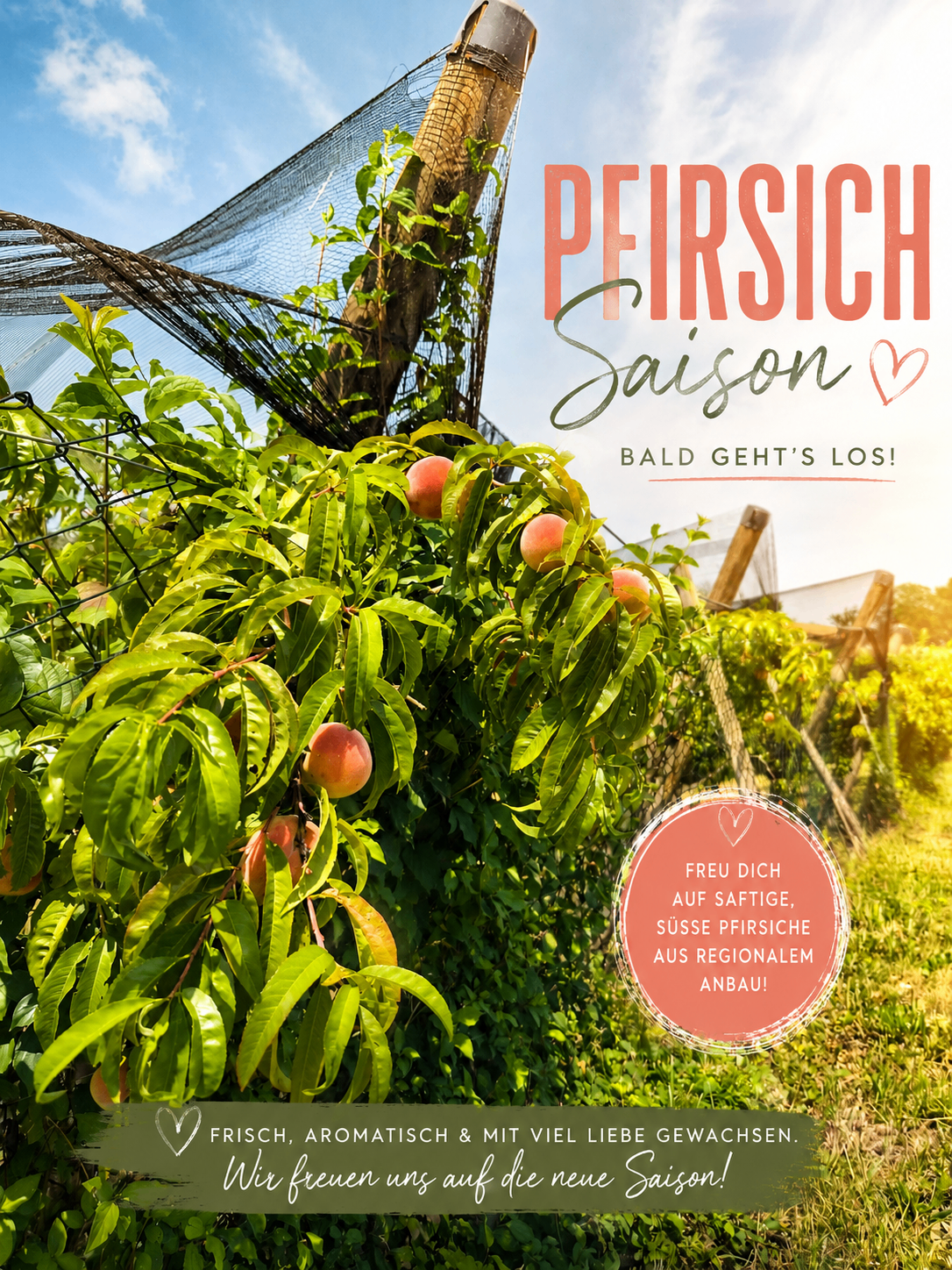 Pfirsichsaison: Reife Pfirsiche hängen an einem Baum in einem österreichischen Anbaugebiet.