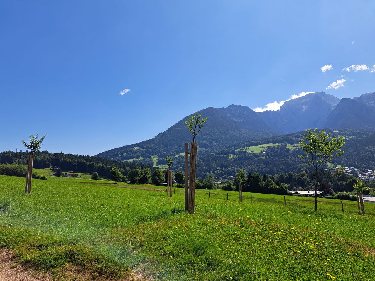 Eine friedliche grüne Wiese mit jungen Bäumen, einem Bergrücken im Hintergrund und einem klaren blauen Himmel mit einer einzelnen weißen Wolke.