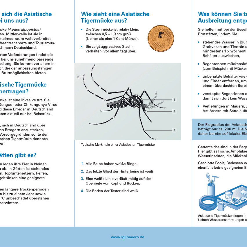 Ein Infografik über Asiatische Tigermücken, das ihr Aussehen, Lebensraum und Präventionsmethoden beschreibt. Es enthält ein Diagramm einer Mücke und eine Münze als Maßstab.