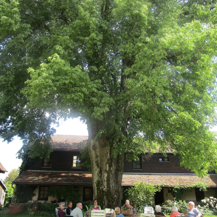 A group of people are sitting under a large tree, possibly for a picnic, in front of a house. The house has a brown roof and several windows.